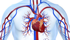 Болезни системы кровообращения и сердечно-сосудистой системы